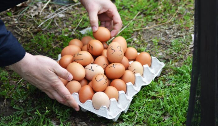 Pobiegną z jajami, by pomóc Antosiowi